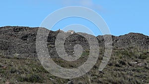 Puma, mountain lion or also cougar in Torres del Paine