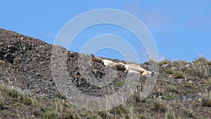 Puma, mountain lion or also cougar in Torres del Paine