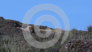 Puma, mountain lion or also cougar in Torres del Paine