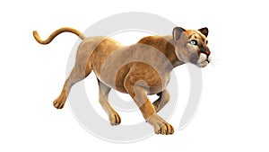 Puma, mountain lion running, wild animal on white background