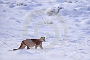 Puma, nature winter habitat with snow, Torres del Paine, Chile. Wild big cat Cougar, Puma concolor, hidden portrait of dangerous