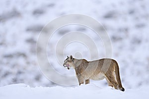 Puma, nature winter habitat with snow, Torres del Paine, Chile. Wild big cat Cougar, Puma concolor, hidden portrait of dangerous