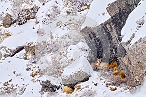 Puma, nature winter habitat with snow, Torres del Paine, Chile. Wild big cat Cougar, Puma concolor, hidden portrait of dangerous