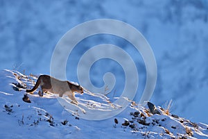 Puma, nature winter habitat with snow, Torres del Paine, Chile. Wild big cat Cougar, Puma concolor, hidden portrait of dangerous