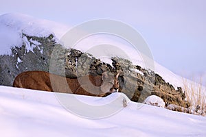 Puma, nature winter habitat with snow, Torres del Paine, Chile. Wild big cat Cougar, Puma concolor, hidden portrait of dangerous