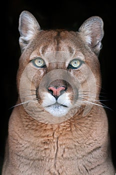 Puma portrait with beautiful eyes