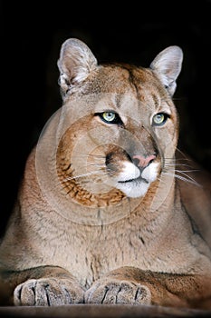 Puma portrait on black photo