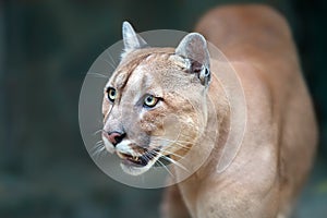 Puma portrait close up