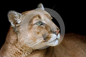 Puma portrait close up