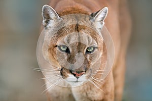 Puma portrait close up