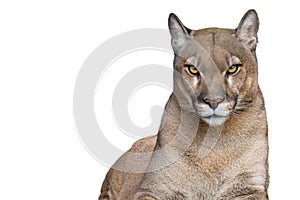 puma portrait isolated on white background