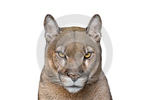 puma portrait isolated on white background