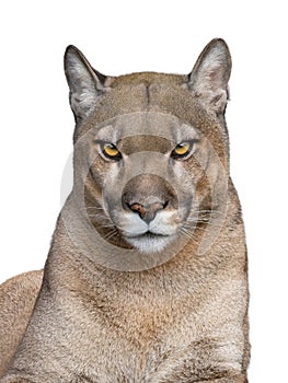 puma portrait isolated on white background