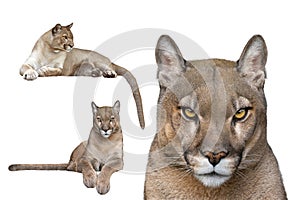 puma portrait isolated on white background