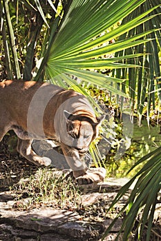 Puma prowling through jungle foliage