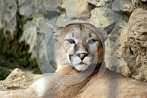 Puma - Puma concolor - Le Cornelle Wildlife Park