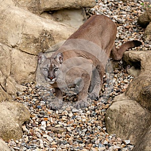 Puma on Rock Crouching Ready to Pounce