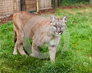 Puma Stalking Through Enclosure