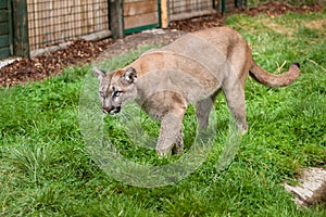 Puma Stalking Through Enclosure