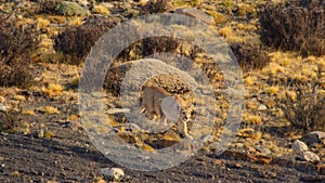Puma stalking and hunting guanaco