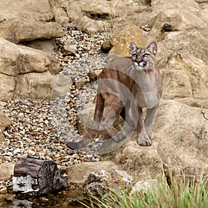 Puma Standing on Rock Gazing Upwards photo