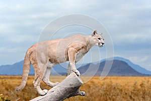 Puma stands on a tree photo