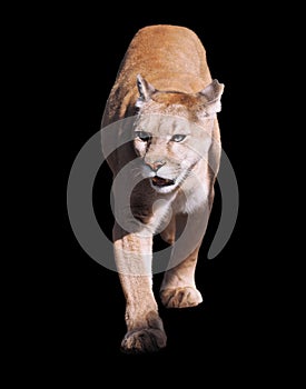 Puma walking at camera isolated at the black