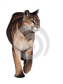 Puma walking at camera isolated at the white