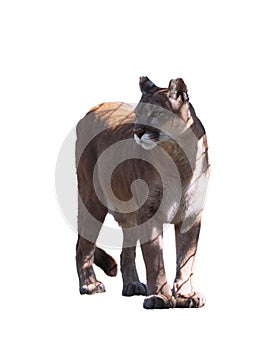 Puma walking at camera isolated at the white