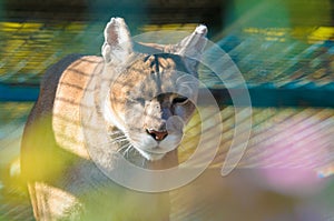 Puma wild cat with beautiful background