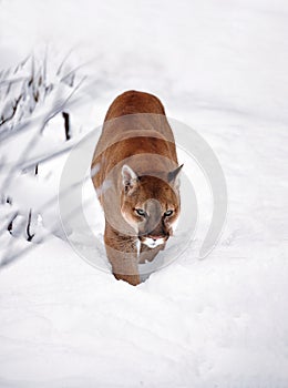 Puma in the winter woods, Mountain Lion look. Mountain lion hunts in a snowy forest. Wild cat on snow. Eyes of a