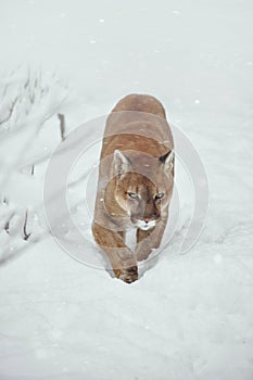 Puma in the winter woods, Mountain Lion look. Mountain lion hunts in a snowy forest. Wild cat on snow. Eyes of a