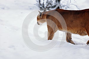 Puma in the winter woods, Mountain Lion look. Mountain lion hunts in a snowy forest. Wild cat on snow. Eyes of a