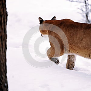 Puma in the winter woods, Mountain Lion look. Mountain lion hunts in a snowy forest. Wild cat on snow. Eyes of a