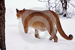 Puma in the winter woods, Mountain Lion look. Mountain lion hunts in a snowy forest. Wild cat on snow. Eyes of a