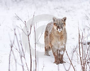 Puma in the woods, Mountain Lion look, single cat on snow. eyes of a predator