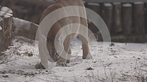 Puma in the woods, mountain lion, single cat on snow. Cougar walks through the winter forest. 4K slow motion, ProRes 422