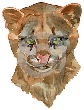 The puma yagouaroundi watercolor portrait