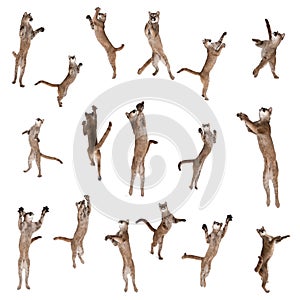 Pumas jumping in air against white background photo