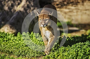 Pumas are lives in the Patagonia region of Argentina and Chile photo