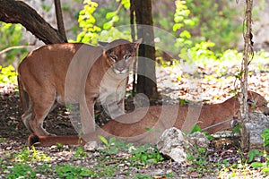 Pumas in wildlife photo