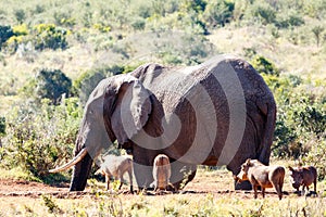 The Pumba Party - African Bush Elephant