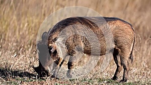Pumba who is a Warthog eating in the African savannah of the Pilanesberg National Park in South Africa