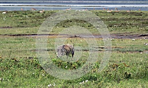 Pumbaa Warthog in Ngorongoro Conservation Area