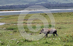 Pumbaa Warthog in Ngorongoro Conservation Area