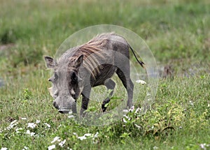 Pumbaa Warthog in Ngorongoro Conservation Area