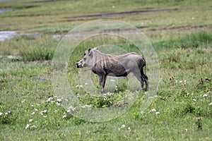 Pumbaa Warthog in Ngorongoro Conservation Area