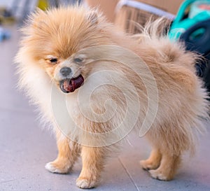 Pumeranian cute brown dog eating photo