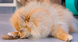 Pumeranian dog laying at home photo