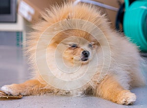 Pumeranian dog laying at home photo